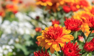 菊花被誉为什么（菊花被誉为什么名字）