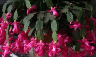 蟹爪兰怎么修剪 蟹爪兰怎么修剪一层一层