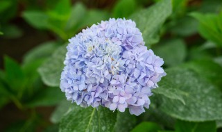 木绣球的养殖方法和注意事项 中华木绣球种植忌讳