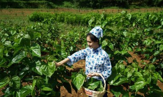 采桑是什么季节（耕田是什么季节）