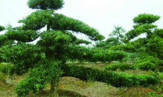 地栽罗汉松的养殖方法（地栽罗汉松的养殖方法和注意事项）