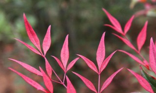 兰竹的种植方法和时间（兰竹种子）