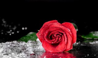 冬日玫瑰怎么养 冬日玫瑰好养吗