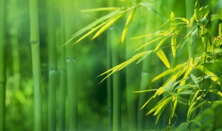 竹子移栽的最佳方法 竹子移栽的最佳方法视频