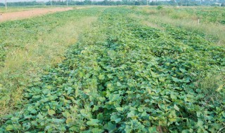 红薯地灌溉方法 红薯地灌溉方法是什么