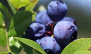 栽蓝莓的方法 栽蓝莓的方法和技巧
