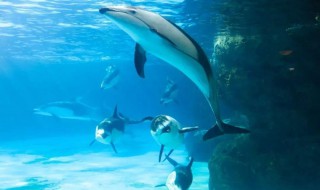 海豚音怎么发声 海豚音如何发声
