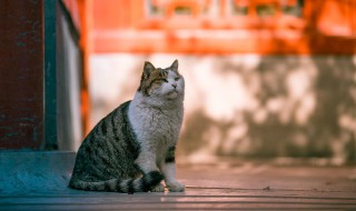 故宫有上百只的猫这些猫的作用是什么 故宫简介