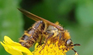 夏季土蜂管理方法（土蜂防治）
