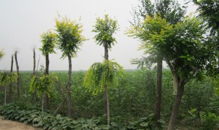 黄果树苗的种植方法 黄果树苗的种植方法和管理