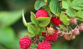 树莓的种植技术和方法 树莓如何种植技术