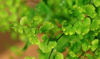 铁线蕨的风水意义（铁线蕨有什么寓意）