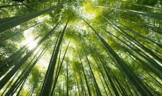 家里种竹子风水禁忌有哪些 家里种竹子的风水作用和禁忌