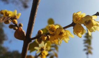 腊梅适合种在庭院哪个方位 腊梅适合种在庭院什么位置