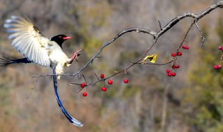 鹊上枝头寓意着什么 鹊上枝头的寓意介绍