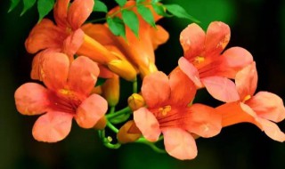 凌霄花放什么位置风水最好旺财旺宅（家里种凌霄花有什么风水禁忌）