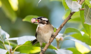 鸟在家窗外做窝的风水是吉是凶 鸟在家做窝好不好 风水上有什么说法