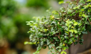 榆树为什么不能砍（榆树能砍吗）