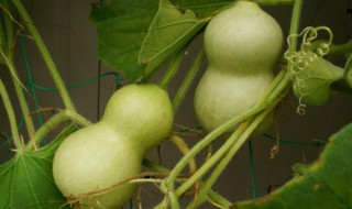 葫芦化解门对门挂法 葫芦化解门对门挂法有用吗视频