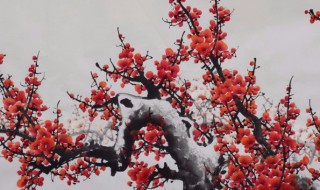 干枝梅的风水讲究 干枝梅的风水讲究图片