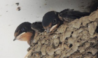 燕子窝口朝向的风水讲究（燕子窝口朝向里面好吗）