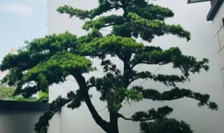 大门两边种什么树招财 大门两边种什么树招财运