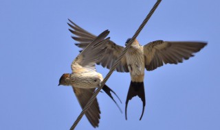 燕子屎掉身上是福是祸（燕子屎掉在身上好不好）