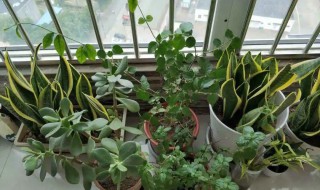 花盆为什么不能送人（别人送花盆给我好吗）