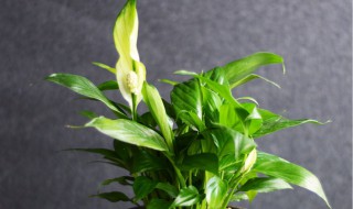 白掌可以养在卫生间吗（白掌可以养在卫生间吗）