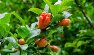 院子里种石榴树的禁忌有哪些 院子外面种石榴树有讲究吗