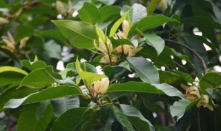 白兰树招鬼是真的吗 白玉兰树招鬼