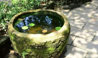 院内放水缸摆放讲究有哪些 院内放水缸摆放讲究有哪些禁忌