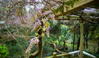 紫藤风水禁忌有哪些（紫藤风水禁忌有哪些图片）