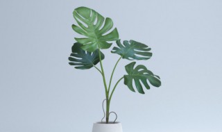 龟背竹养在家里走霉运是真的吗（龟背竹养在家里风水好吗）