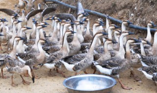 家里养鹅辟邪镇宅是真的吗（养鹅可以镇宅辟邪吗）