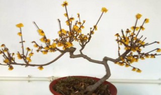 家里养腊梅有风水忌讳吗（家里适合养腊梅吗?）