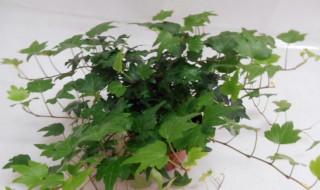 常春藤风水摆放三不要是什么 常春藤风水摆放三不要是哪三个