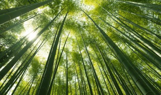 卧室窗台放什么植物风水最好最招财 卧室窗台放什么植物风水最好最招财的