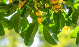 椿树在风水上的说法吉利吗（香椿树在风水学上有啥讲究呢）