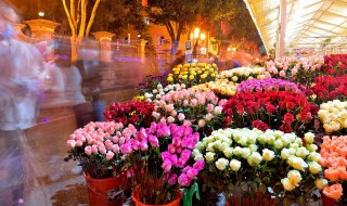 招财的花都有哪些（招财的花都有哪些图片）