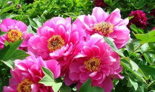 门口栽牡丹有何说法 门口栽牡丹花有什么讲究