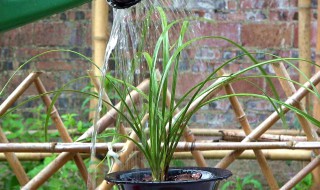 家里千万不能养兰花为什么 家中为什么不能养兰花