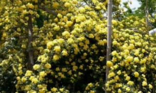 院子里种木香风水好吗 院子里种木香风水好吗