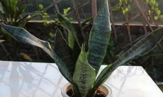 什么生肖不适合养虎皮兰（什么生肖不能养虎皮兰）