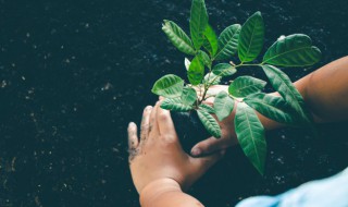 属鸡的种什么花运气好最旺财 属鸡的养什么花最旺财招财