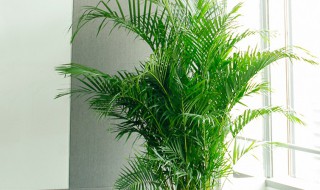 进门见散尾葵好吗(一进门看见散尾葵好吗)