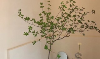 日本吊钟树放室内风水吉利吗（日本吊钟树的风水寓意）