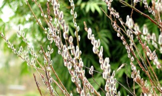 银柳摆放禁忌有哪些（银柳摆放禁忌有哪些东西）