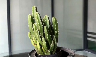 万重山怎么养 万重山怎么养方法