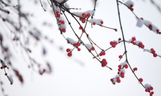 今日小雪心情说说感悟生活（小雪说说大全心情短语）